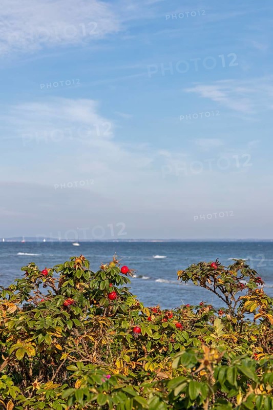 Potato rose (Rosa rugosa) on the shore of the Baltic Sea, Geltinger Birk nature reserve, Nieby, Schleswig-Holstein, Germany