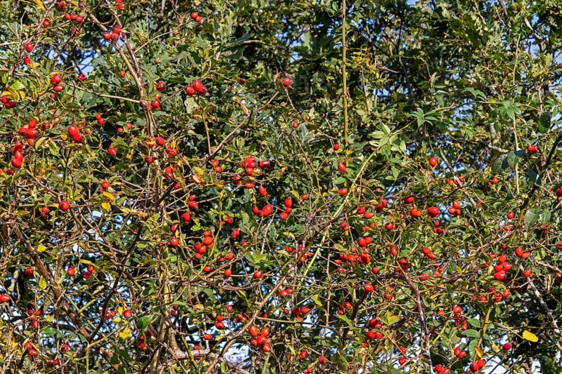 Rosehips on the Baltic Sea shore, Geltinger Birk nature reserve, Nieby, Schleswig-Holstein, Germany