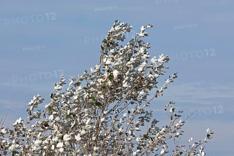 Silver poplar (Populus alba), drought, drought stress, white underside of leaves, Geltinger Birk nature reserve, Nieby, Schleswig-Holstein, Germany