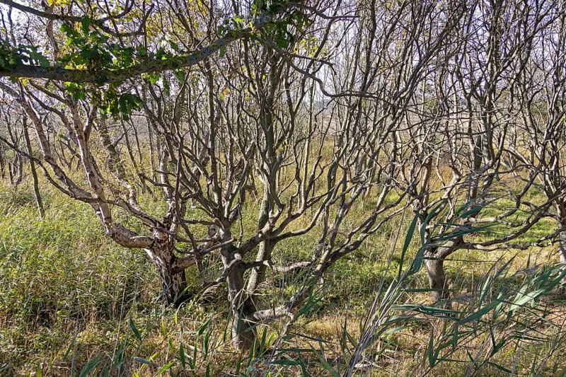 Hute forest in dry season, Geltinger Birk nature reserve, Nieby, Schleswig-Holstein, Germany