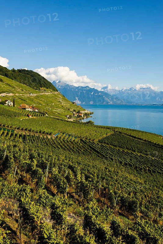 Picturesque village in the vineyards by the lake, Epesses, Lavaux, UNESCO World Heritage Site, Lake Geneva, Lac Léman, Canton of Vaud, Switzerland