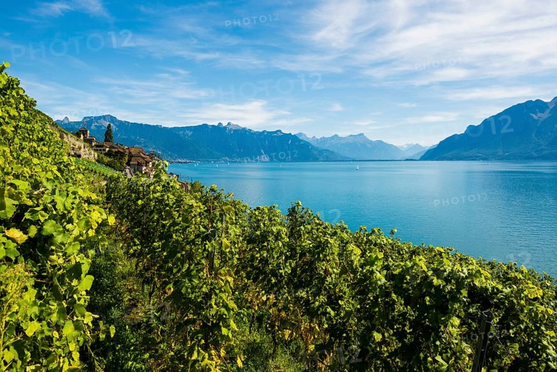Picturesque village in the vineyards by the lake, Saint-Saphorin, Lavaux, UNESCO World Heritage Site, Lake Geneva, Lac Léman, Canton of Vaud, Switzerland