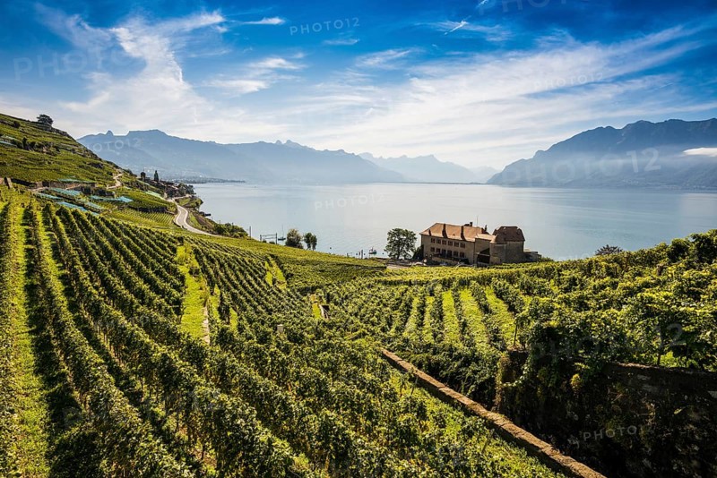 Picturesque village in the vineyards by the lake, Saint-Saphorin, Lavaux, UNESCO World Heritage Site, Lake Geneva, Lac Léman, Canton of Vaud, Switzerland