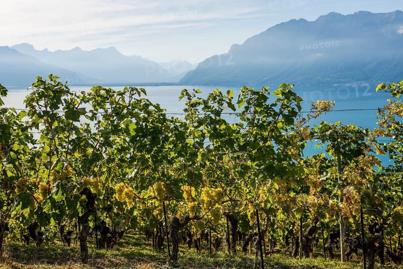 Grand Cru grapes, Rivaz, Lavaux, UNESCO World Heritage Site, Lake Geneva, Lac Léman, Canton of Vaud, Switzerland