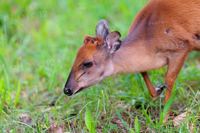 A female Red Forest Duiker (Cephalophus natalensis) stands in a green meadow, eating grass and herbs. Southeastern Africa