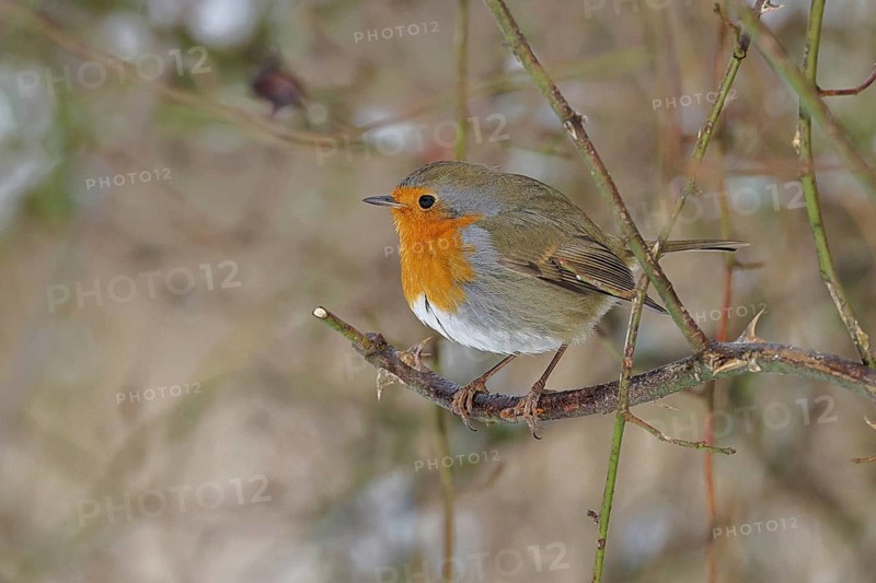 Robin (Erithacus rubecula), on a twig in the branches of a dog rose (Rosa canina), Wilnsdorf, North Rhine-Westphalia, Germany