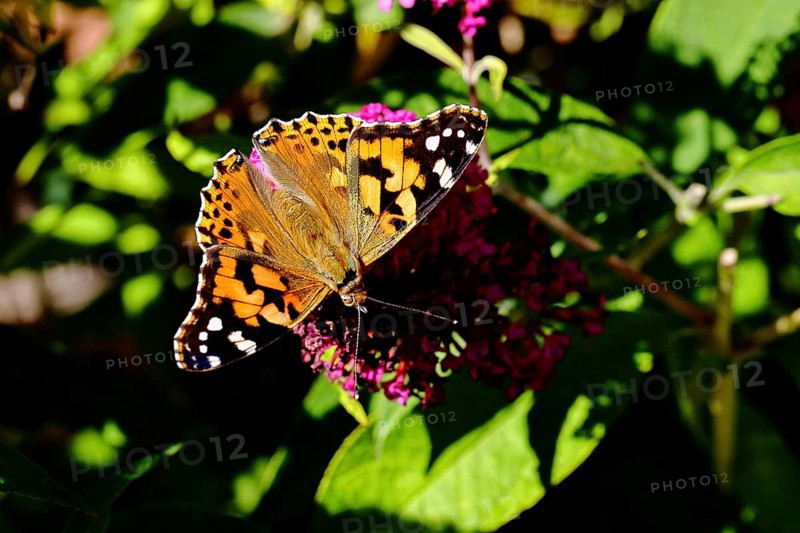 Thistle butterfly (Vanessa cardui) on a Buddleja davidii flower, Wilnsdorf, North Rhine-Westphalia, Germany