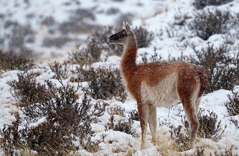 Guanacos (Llama guanicoe) in the snow, Torres del Paine National Park, Patagonia, Chile, South America
