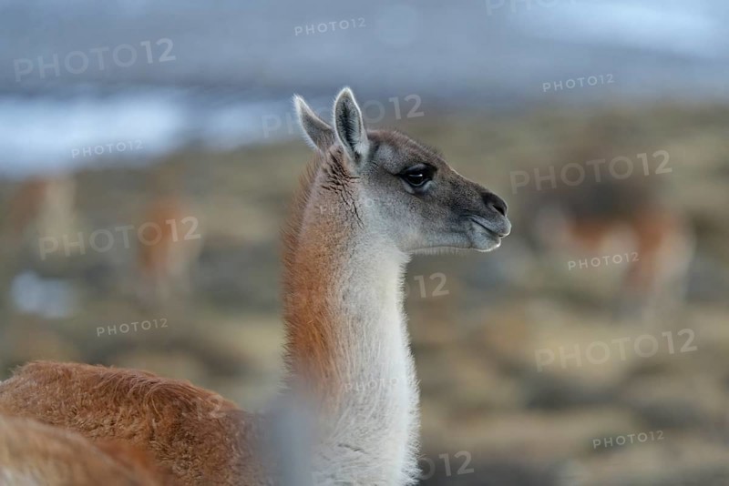Guanacos (Llama guanicoe), Torres del Paine National Park, Patagonia, Chile, South America