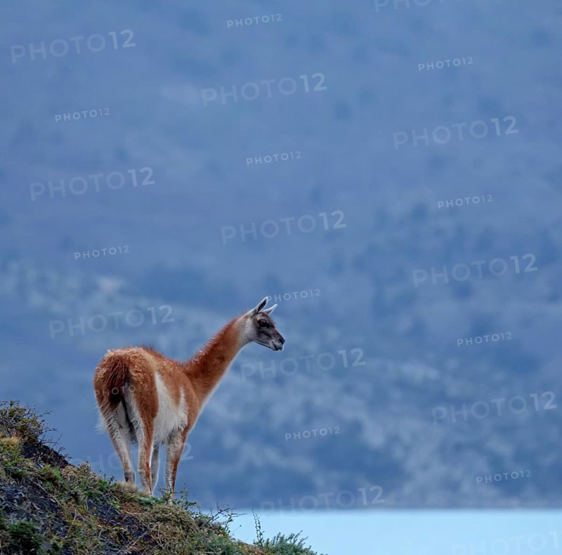 Guanaco (Llama guanicoe), Torres del Paine National Park, Patagonia, Chile, South America