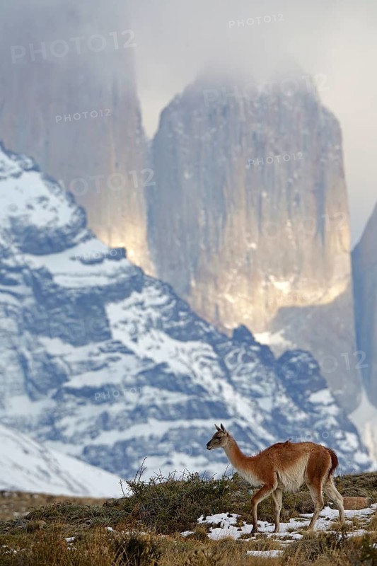 Guanaco (Llama guanicoe), Torres del Paine National Park, Patagonia, Chile, South America