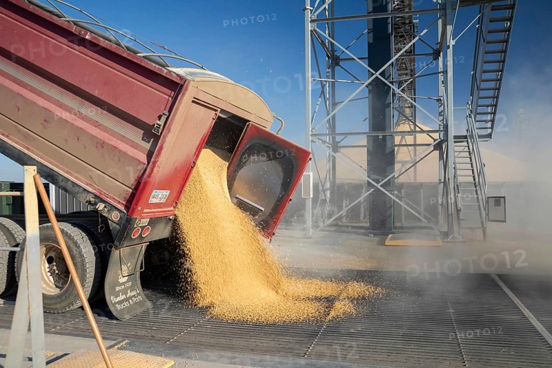 Inwood, Iowa - Newly-harvested corn is unloaded at Cooperative Farmers Elevator (CFE). The corn will be piled up and covered by a tarp for the winter and then sold in the spring