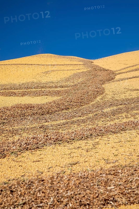 Inwood, Iowa - Newly-harvested corn is piled up at Cooperative Farmers Elevator (CFE). The pile will be covered by a tarp for the winter and then sold in the spring