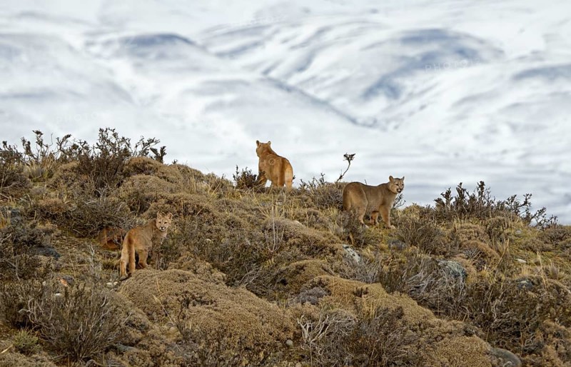 Cougar (Cougar concolor) female with cubs, Torres del Paine National Park, Chile, South America