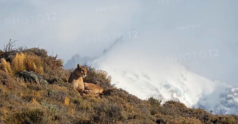 Cougar (Cougar concolor), Torres del Paine National Park, Chile, South America