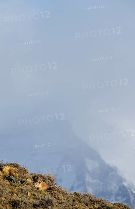 Cougar (Cougar concolor), Torres del Paine National Park, Chile, South America