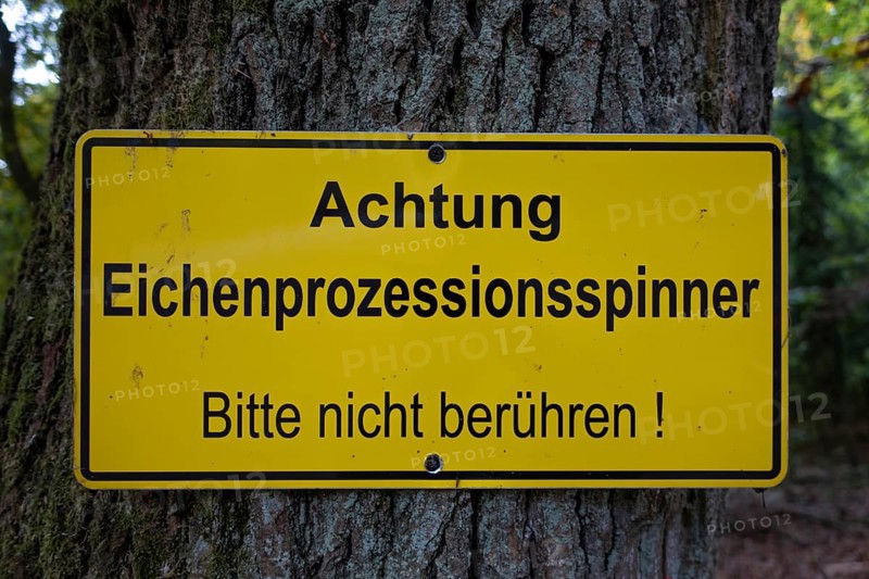 A warning sign hangs on an oak tree with the words Caution - Oak processionary moth - Please do not touch! The oak processionary moth (Thaumetopoea processionea) is a butterfly (moth) of the family Notodontidae. In humans, the tiny stinging hairs of the caterpillars can cause allergic caterpillar dermatitis on contact with the skin, Stadtwald, Bad Homburg, Hesse, Germany