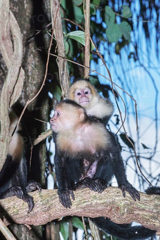 White-faced capuchin monkey (Cebus capucinus) carries her young on her back, Manuel Antonio National Park, Puntarenas Province, Costa Rica