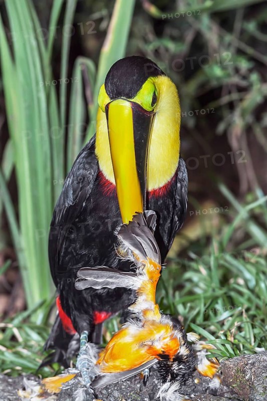 Chestnut-mandibled Toucan (Ramphastos swainsonii) feeding on a smaller bird, Sarapiqui, Costa Rica, Central America