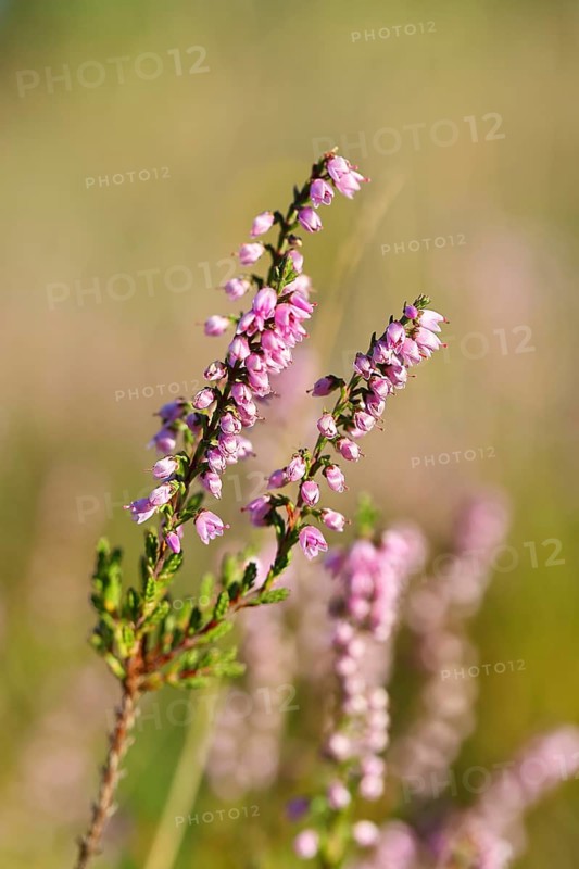 Flowering heather (Calluna vulgaris), heather, Trupacher Heide nature reserve, Siegen, North Rhine-Westphalia, Germany