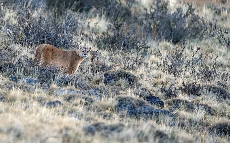 Cougar (Cougar concolor), Torres del Paine National Park, Chile, South America