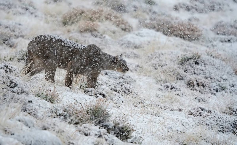 Cougar (Cougar concolor) in the snow, Torres del Paine National Park, Chile, South America