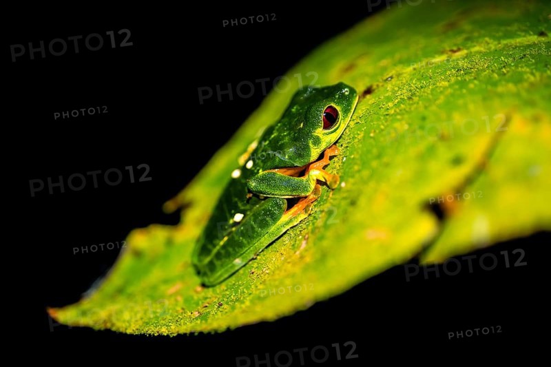 Red-eyed tree frog (Agalychnis callidryas) sitting on a leaf, at night, Puntarenas province, Costa Rica