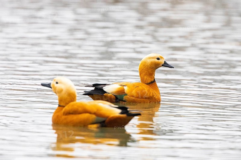 Ruddy shelduck (Tardora ferruginea) Germany