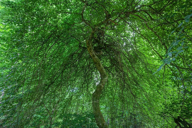 Faux de Verzy beech forest, Verzy, Marne, France