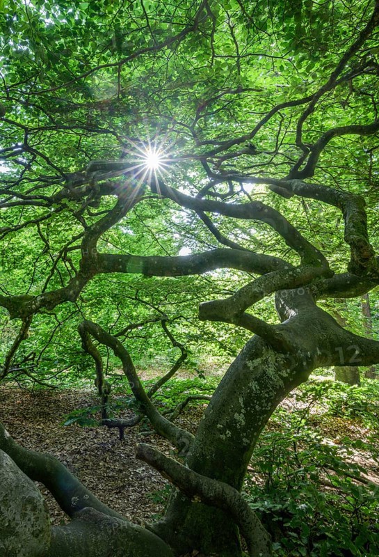 Faux de Verzy beech forest, Verzy, Marne, France
