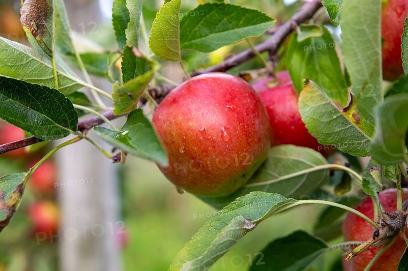 Apples ready for harvest at a fruit farm in the Palatinate
