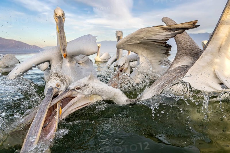 Dalmatian Pelican (Pelecanus crispus), Dalmatian Pelican, fighting, Lake Kerkini, Greece