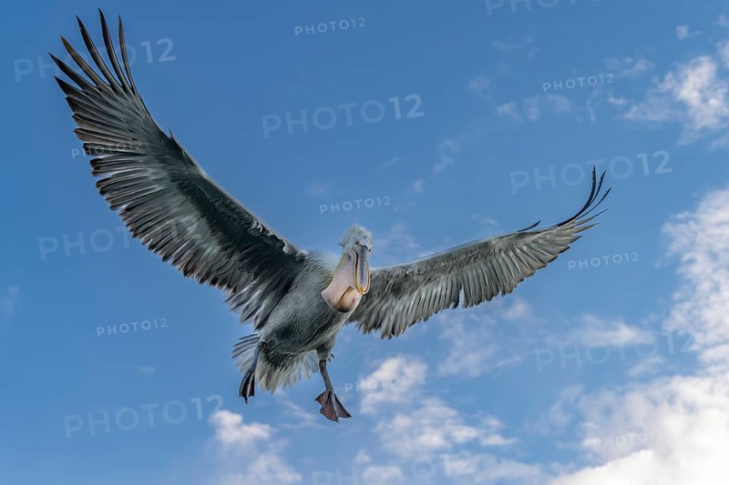 Dalmatian Pelican (Pelecanus crispus), Dalmatian Pelican, flying, Lake Kerkini, Greece