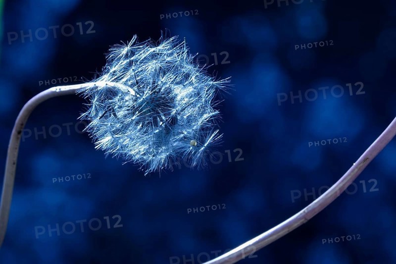 Dandelion, macro photography, summer, Germany