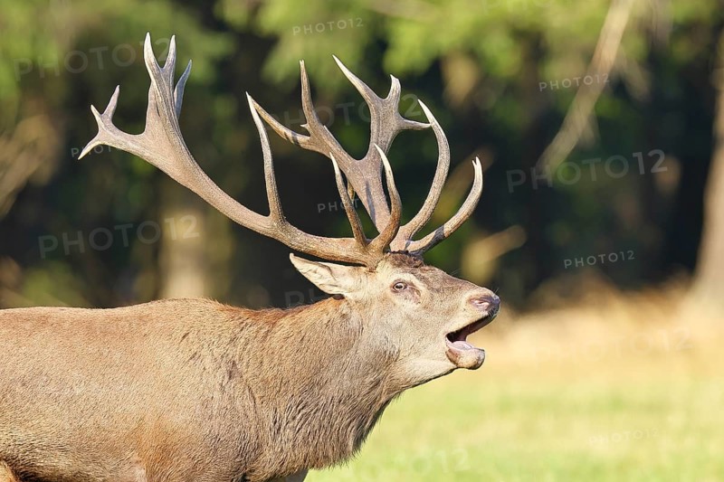 Red deer (Cervus elaphus) during the rutting season, a large stag roaring in a forest clearing, animal portrait, wildlife, autumn, Sauerland, North Rhine-Westphalia, Germany