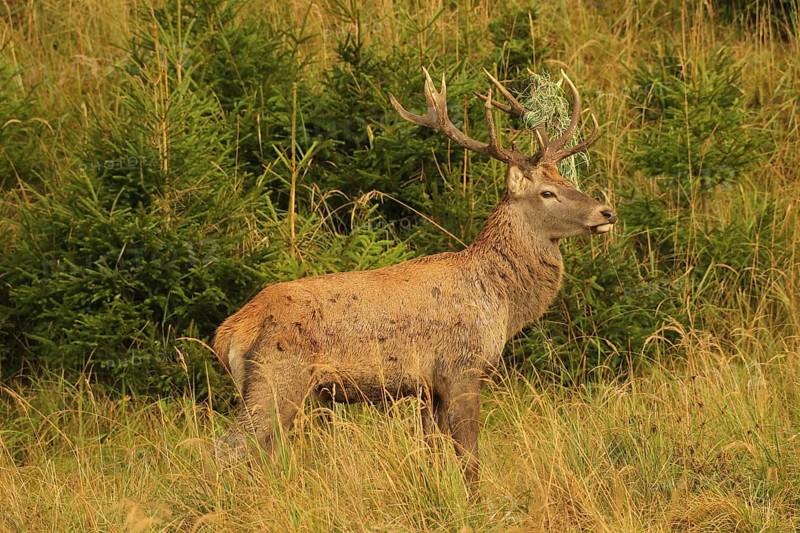 Red deer (Cervus elaphus) rutting stag with wire in left antler bar, secured in tall grass in the evening light, Allgäu, Bavaria, Germany, Allgäu, Bavaria, Germany
