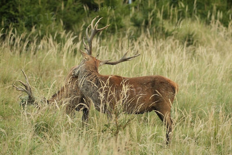 Red deer (Cervus elaphus) rutting deer, the left one with wire in left antler bar, being licked by another deer, Allgäu, Bavaria, Germany, Allgäu, Bavaria, Germany