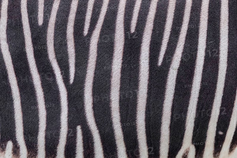 Pattern of a Grévy's zebra (Equus grevyi) fur. Botswana
