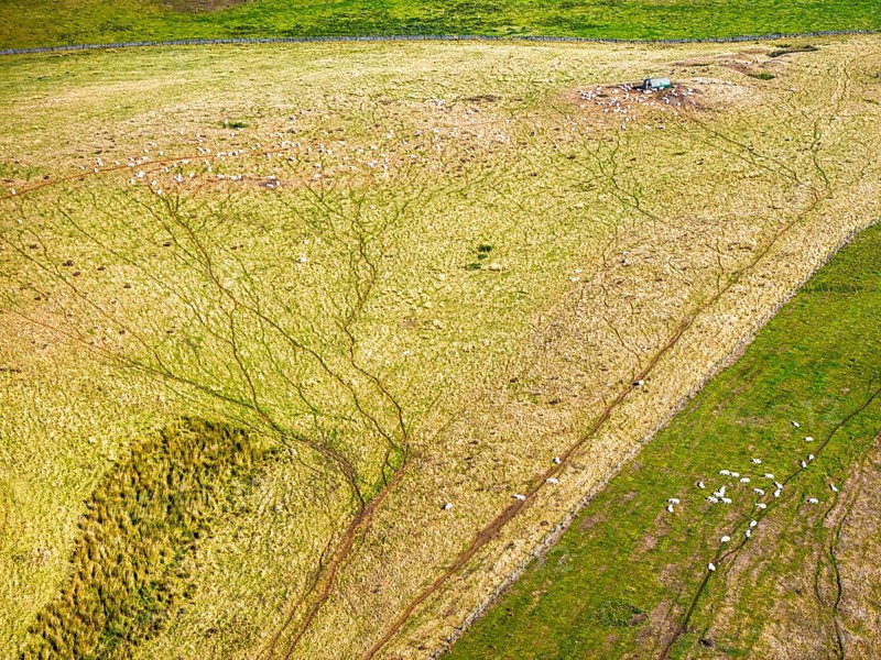 Sheeps on farmsland over Waterloo Monument over Scottish fields and farms from a drone, Jedburgh, Scotland, UK
