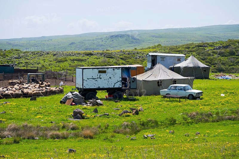 Rural scene with vehicles, flock of sheep and tents in a meadow, nomads, tents and caravans as a summer camp, on the southern slopes of Aragaz, Aragats, Aragac, Alagyaz, Aragazotn Province, Armenia