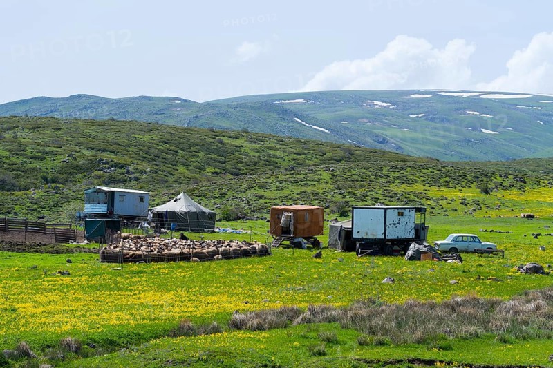 Scene with farm and flock of sheep on green fields surrounded by mountains, nomads, tents and caravans as summer camp, on the southern slopes of Aragaz, Aragats, Aragac, Alagyaz, Aragazotn Province, Armenia