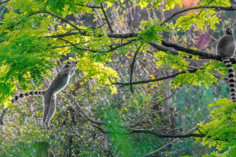 A ring-tailed lemur (Lemur catta) jumps onto a branch against the light on a sunny day. Southern and southwestern Madagascar