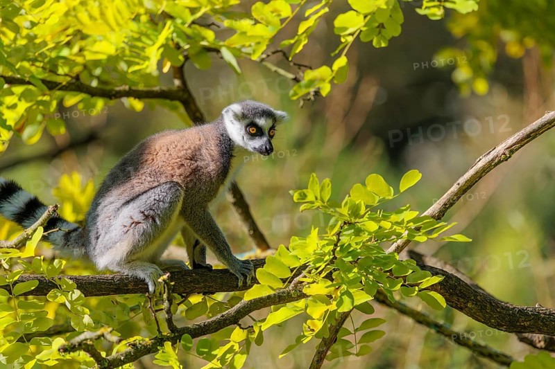 A ring-tailed lemur (Lemur catta) sits on a sunny day high up in a tree among fresh green leaves. Southern and southwestern Madagascar