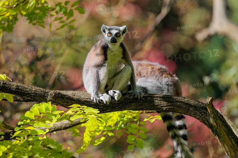 Two ring-tailed lemurs (Lemur catta) sit on a sunny day high up in a tree among fresh green leaves and look around. Southern and southwestern Madagascar