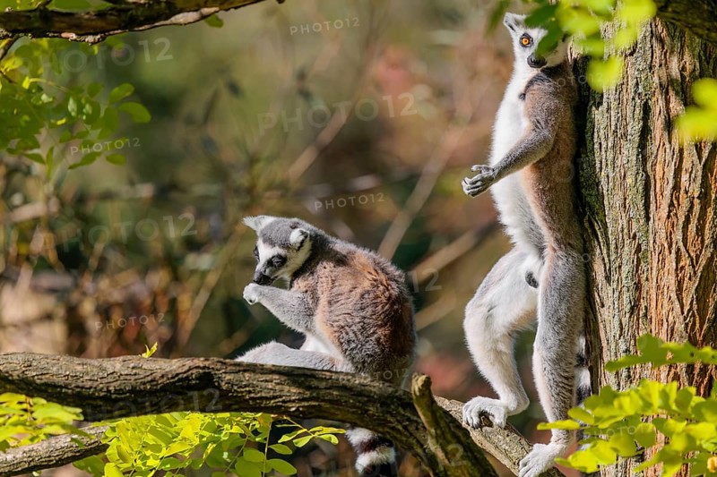 Two ring-tailed lemurs (Lemur catta) sit high up in a tree among fresh green leaves on a sunny day. One stands leaning against the tree. Southern and southwestern Madagascar