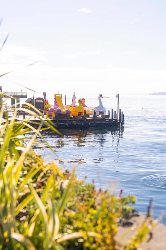 Duck-shaped pedal boats on a lake in a peaceful autumn landscape, Überlingen, Lake Constance, Germany