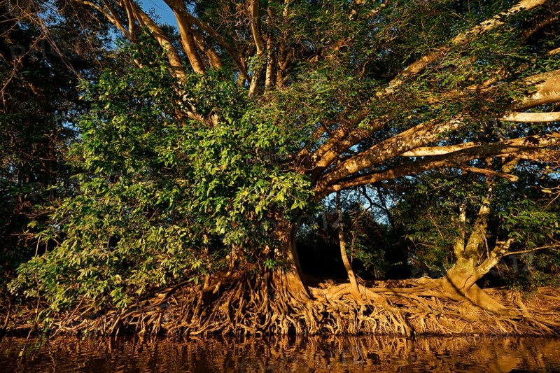 Ficus spec on the riverbank in the Pantanal Brazil