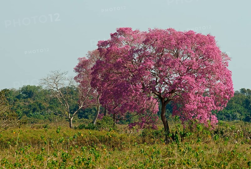 Pink Ipe tree (Tabebuia ipe) during flowering, Pantanal, Mato Grosso, Brazil, South America