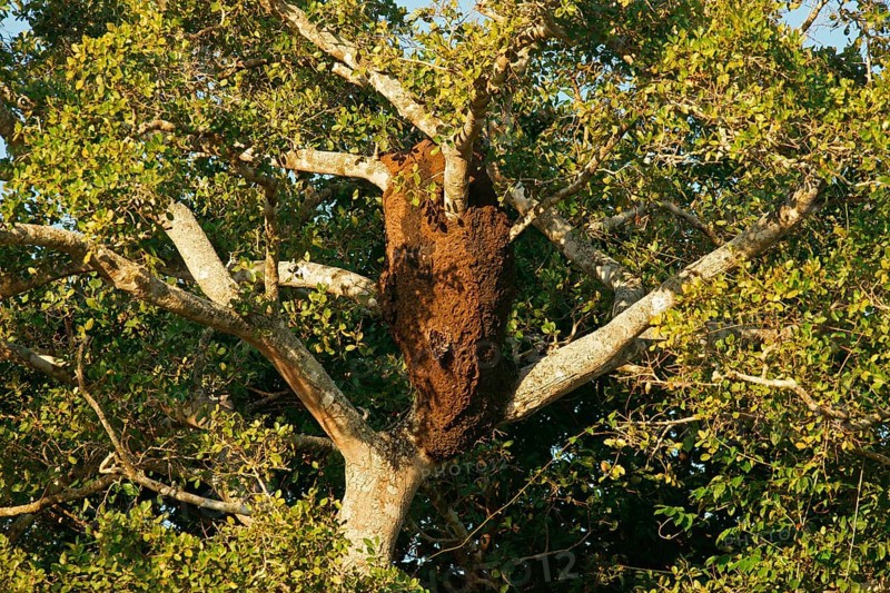 Termite nest, Pantanal, termite burrow, tree termites, Brazil, South America