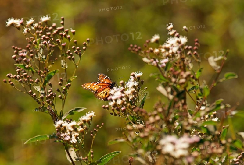 Monarch butterfly (danaus erippus) Pantanal Brazil